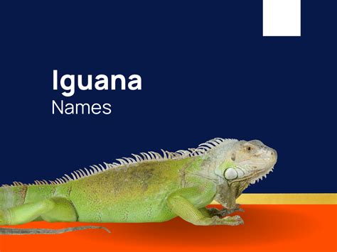 517+ Creative Iguana Names Ideas for Your pet (+Generator)