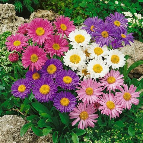 Aster Alpinus 100 Seeds non GMO | Etsy