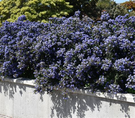 Ceanothus in Bloom Means Spring Has Arrived