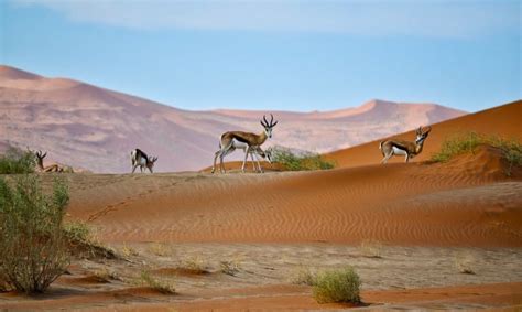 Sharjah Desert Park: A First Time Explorer's Guide