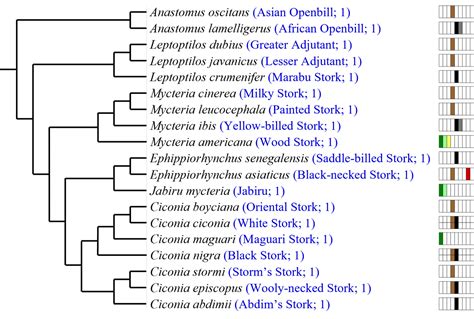 Ciconiiformes - bird-phylogeny