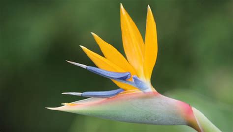 How to Harvest Bird of Paradise Seeds | Garden Guides