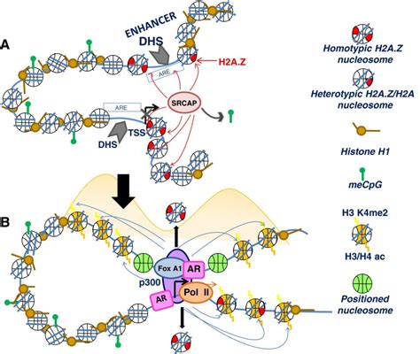 The enhancer and promoter regions come in close proximity during the... | Download Scientific ...