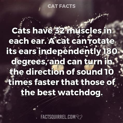 Cats have 32 muscles in each ear. A cat can rotate its ears - Fact Squirrel