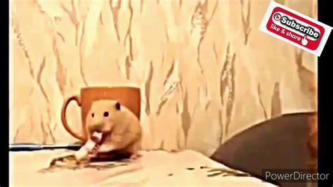 حيوانات مضحكة ظريفة -Funny animals - YouTube