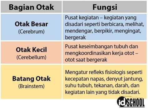 3 Bagian Otak Manusia Beserta Fungsinya – idschool.net