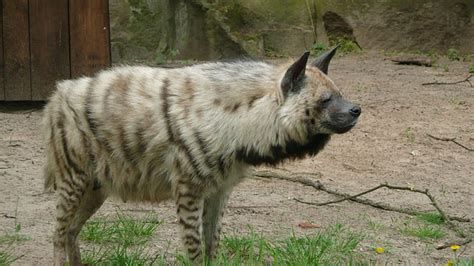 Is A Hyena Considered A Canine