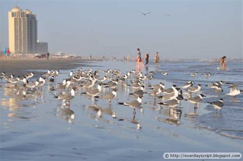 Everyday Script: Galveston beach Houston, Moody Gardens Houston