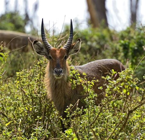 Waterbuck stock photo. Image of shroud, nature, park - 40240022