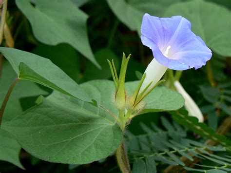 Ipomoea nil (white edge morning-glory) | CABI Compendium