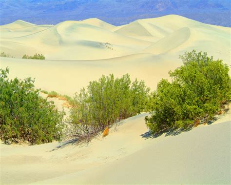 Death valley sand dunes - Death Valley NP