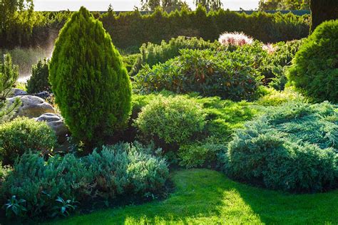 How to Manage Winter Damage in Evergreen Shrubs - Barclay Bryan Press