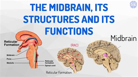 [Psychology] The Nervous System #05: The Midbrain, Its Structures And Its Functions - YouTube