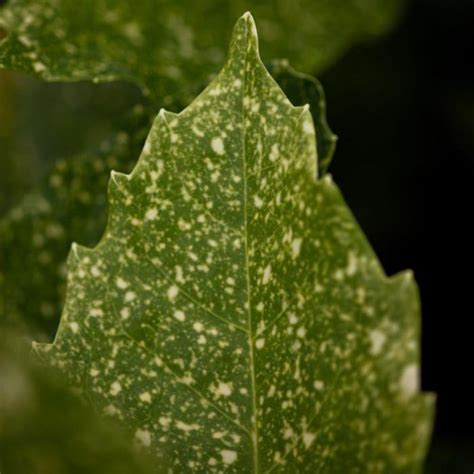 Aucuba japonica 'Variegata' - buy plants at Coolplants