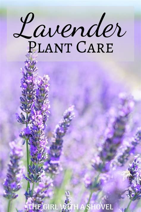 Outdoor Lavender Plant Care | Lavender plant, Lavender plant care ...