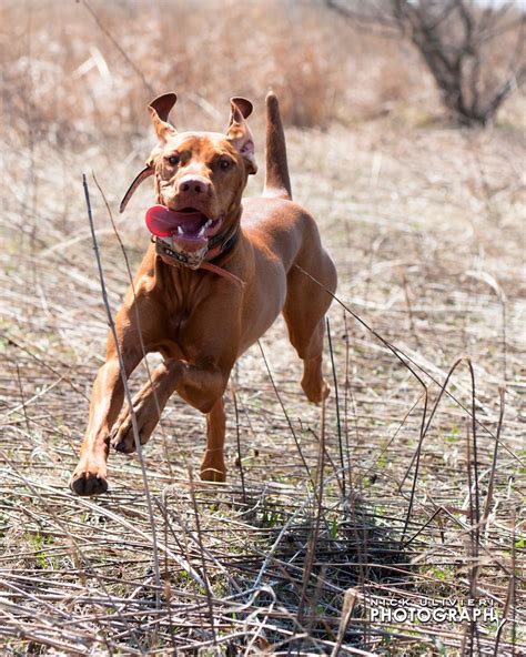 vizsla hunting dog | Hunde