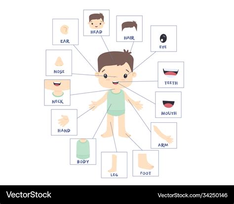 External Organs Of Human Body Pictures ~ Images Of External Organs Of Human Body | Bodenowasude