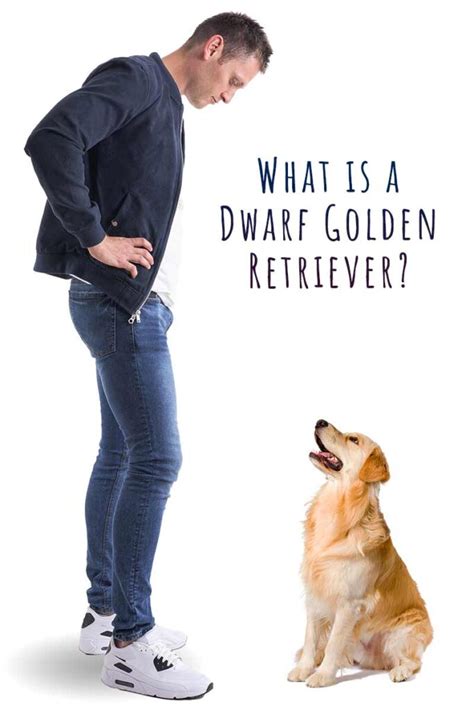 Dwarf Golden Retriever - A Family Favorite In A Smaller Package?