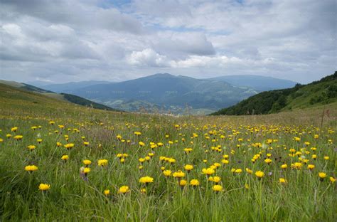 Alpine Meadow With Yellow Flowers - Stock Photos | Motion Array