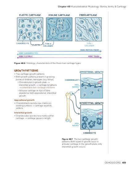 Types Of Cartilage Tissue