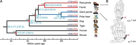 Comparative genomics reveals convergent evolution between the bamboo-eating giant and red pandas ...