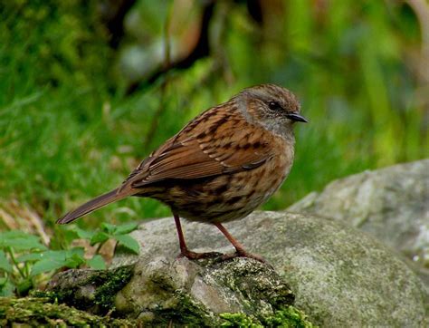 Dunnock - BirdWatch Ireland