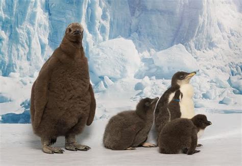 SeaWorld Orlando Celebrates National Penguin Awareness Day with 15 Penguin Chicks