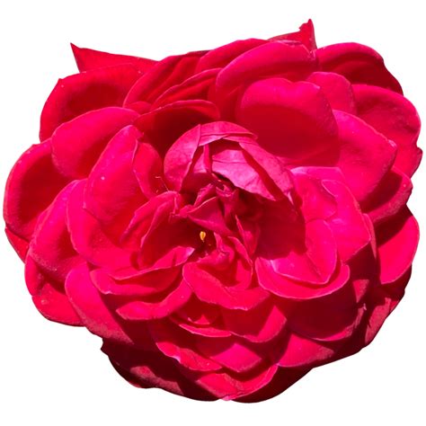 Rose Scarlet Queen Elizabeth 24807658 PNG