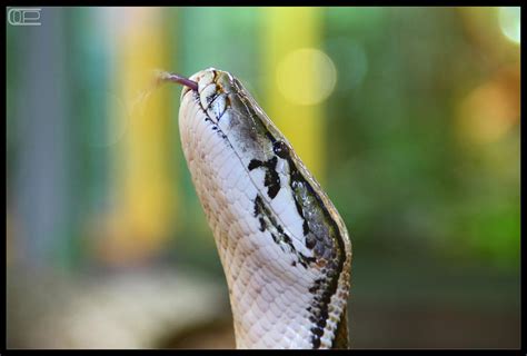 Python protrude the tongue by Crank0 on DeviantArt