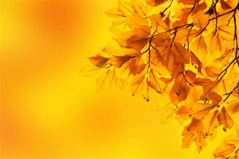 Yellow Beech Leaves Free Stock Photo - Public Domain Pictures