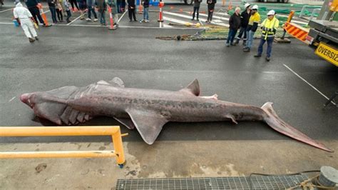 Dead Basking Shark Caught and Donated to Museum Victoria | IFLScience