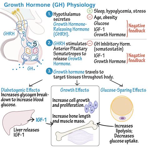 Does Growth Hormone Cause Muscle Growth - Stéroïde Légale