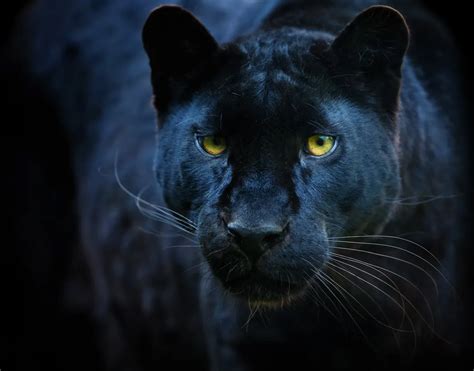 Black Panther Animal Hunting