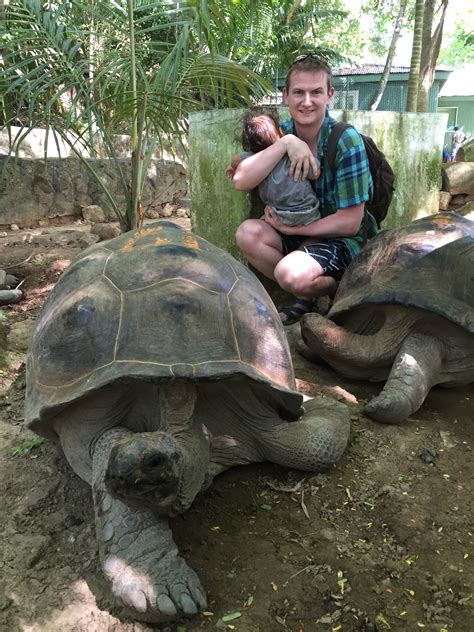 Giant tortoises in Seychelles - Travel Muse Family