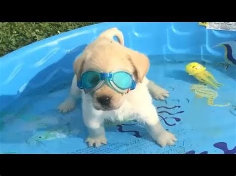 Retrievers Make It Better - Funny Puppy Videos 2018 - YouTube