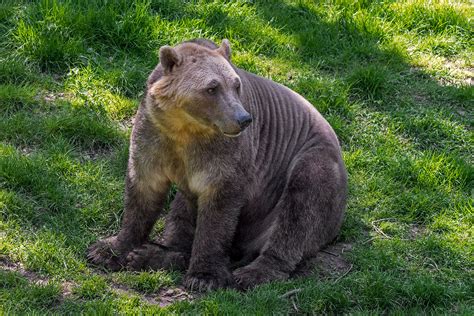 New 'Pizzly Bear' super-hybrid created as polar bears and grizzlies ...