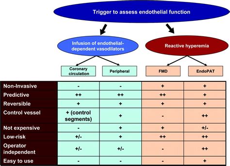 The Assessment of Endothelial Function | Circulation