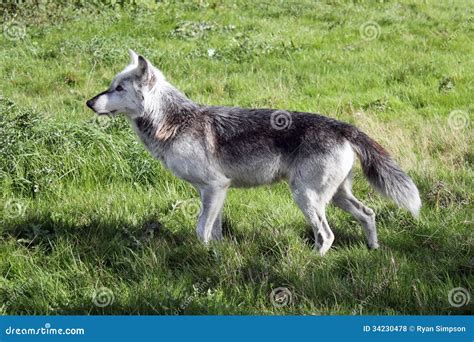 Wolf Side Profile Landscape Royalty Free Stock Photos - Image: 34230478