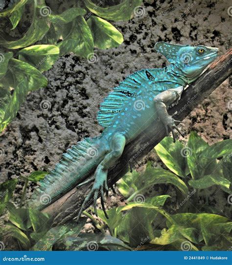 Basilisk Lizard Royalty Free Stock Images - Image: 2441849