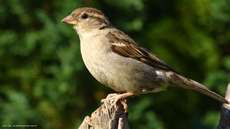 sparrow bird sitting hd widescreen wallpaper / birds backgrounds