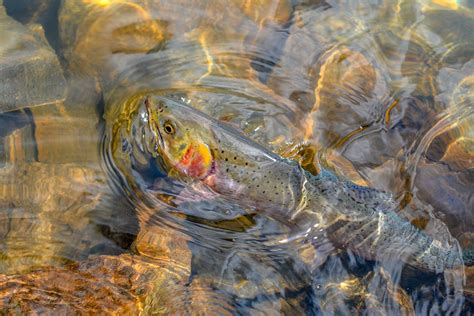 Summer in Montana - Fishing for trout in the Montana Summer Months ...