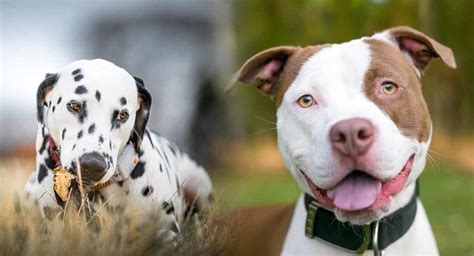 Dalmatian Pitbull Mix - Is the Pitmatian the right dog for you?