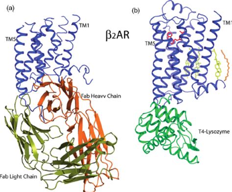 Structure of the b 1 -adrenergic receptor | Download Scientific Diagram