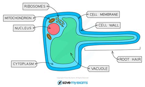 Root Hair Cells - Gidemy Class Notes