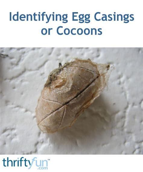 Identifying Egg Casings or Cocoons? | ThriftyFun