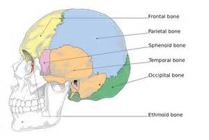 😂 Temporal bone function. Management of Temporal Bone Trauma. 2019-02-04