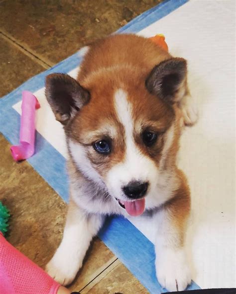 Shiba Inu Husky Mix: Your Best Guide To An Adorable Hybrid