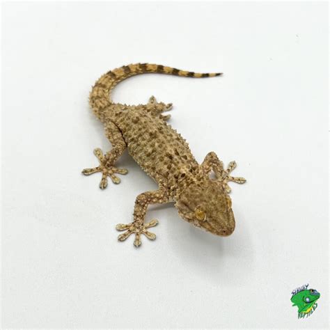 Crocodile Gecko - Strictly Reptiles