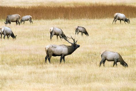 Elk Herd Photograph by Judilen - Fine Art America