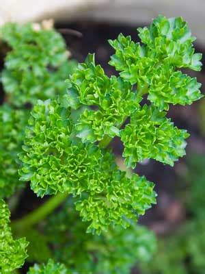 Parsley Grow Guide